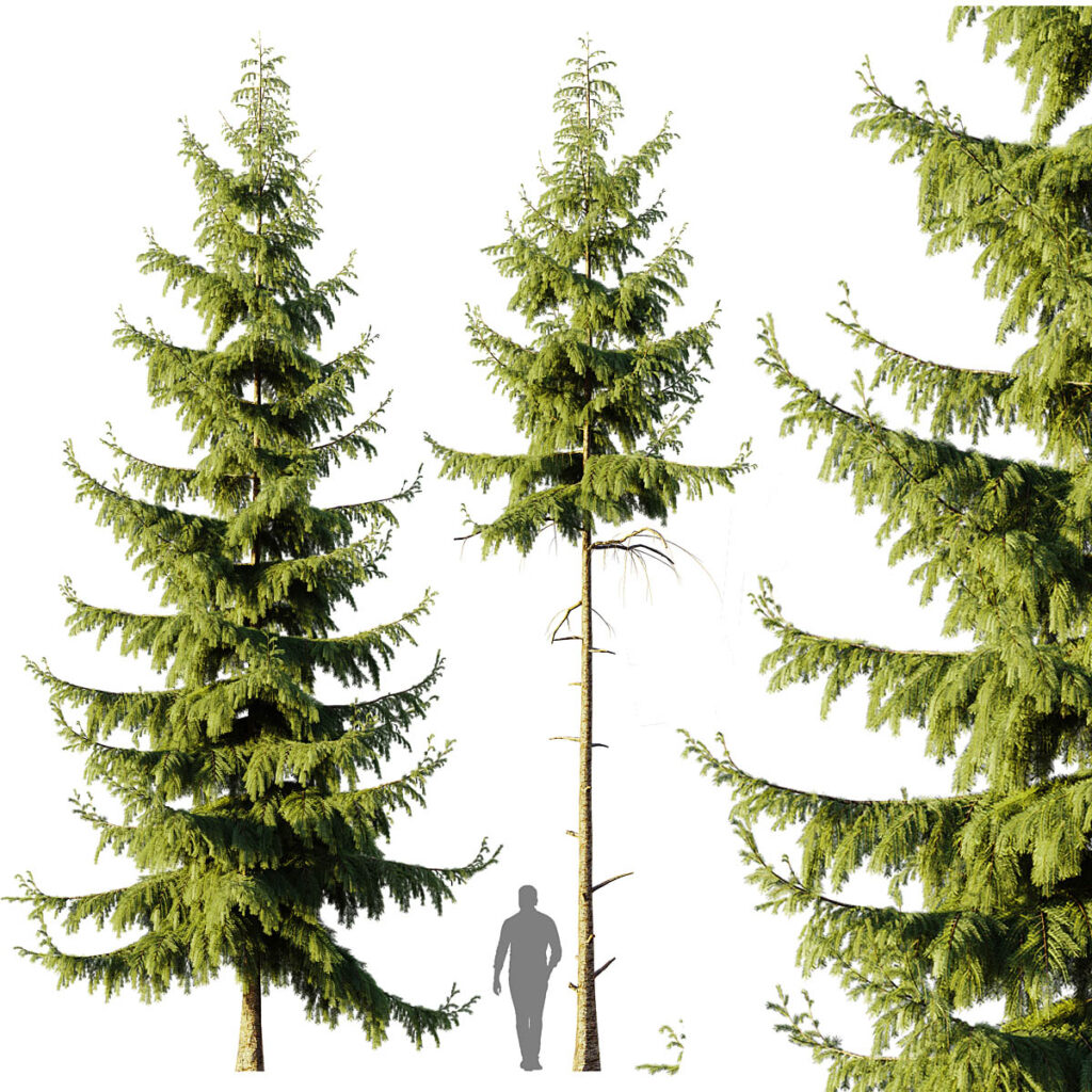 Pine Spruce - 3ds Max Store 2025 | Sell Model 3ds Max | Sell Model ...